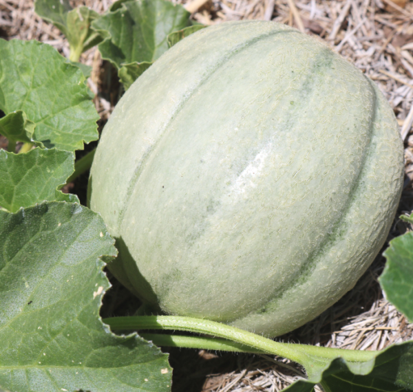 Ambrosia Hybrid Cantaloupe Seeds Fashion - Image 2