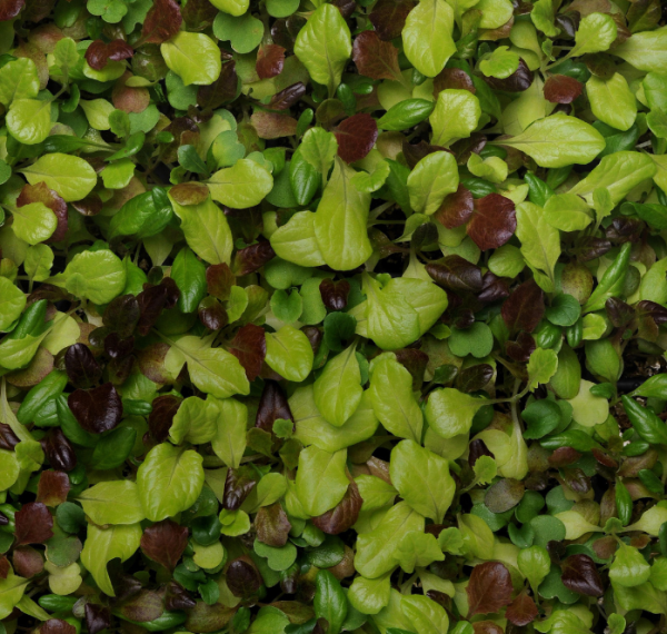 Alfresco Mesclun Blend Lettuce Seeds Hot on Sale