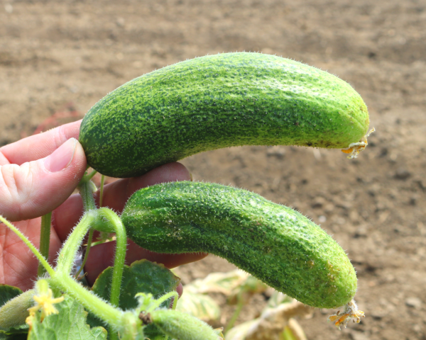 Bulk: Corentine Pickling Hybrid Cucumber Seeds Cheap