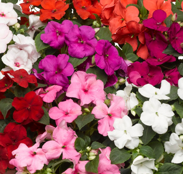 Accent Premium Formula Mix Impatiens Seeds For Sale - Image 2