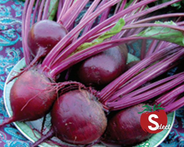 Detroit Dark Red Beet Seed Tape on Sale - Image 2