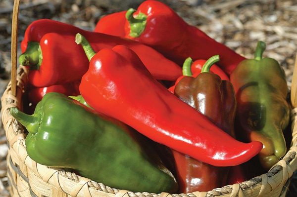 Carmen Hybrid Pepper Seeds Supply - Image 2