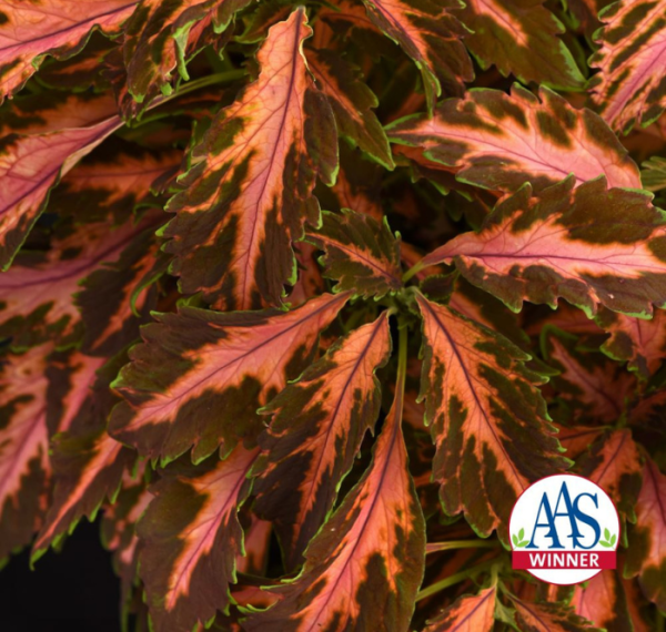 Bulk: Premium Sun Coral Candy Coleus Seeds Hot on Sale - Image 2