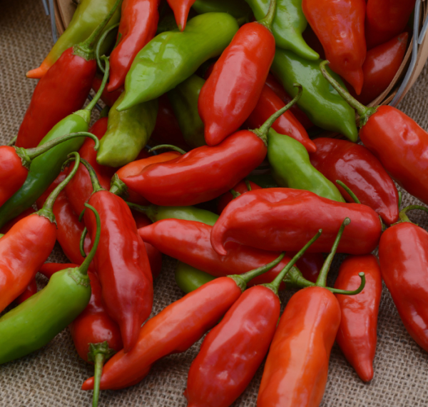 Aji Rico Hybrid Pepper Seeds Sale - Image 2