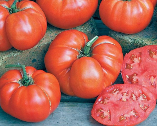 Beefsteak (or Red Ponderosa) Tomato Seeds Discount - Image 2