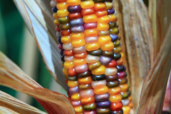 Bulk: Glass Gem Corn Seeds For Discount - Image 2