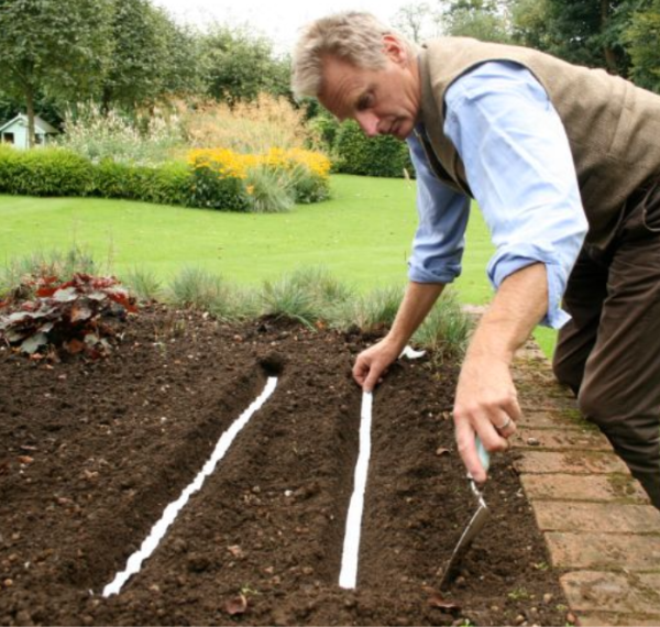 Purple Top White Globe Turnip Seed Tape Hot on Sale - Image 5