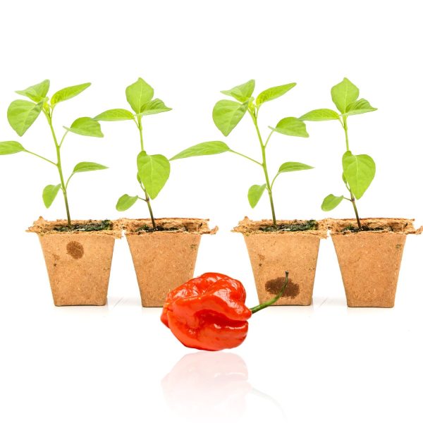 Red Scotch Bonnet Pepper Plants For Cheap - Image 3