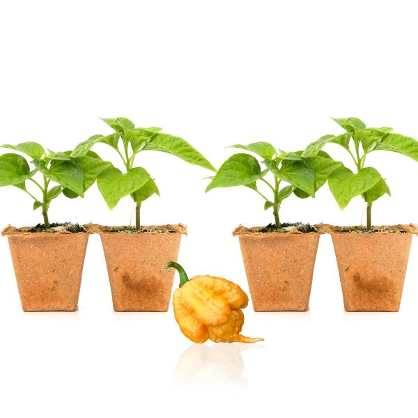 Golden Carolina Reaper Pepper Plants Fashion - Image 3
