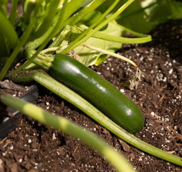 Spineless Supreme Hybrid Zucchini Seeds For Cheap