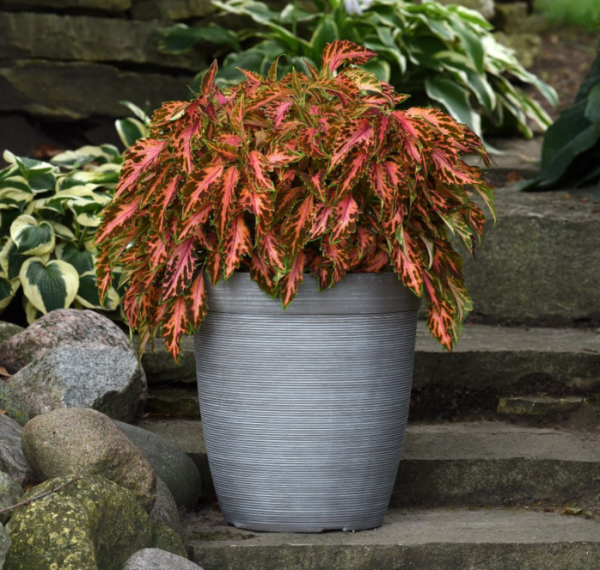 Bulk: Premium Sun Coral Candy Coleus Seeds Hot on Sale