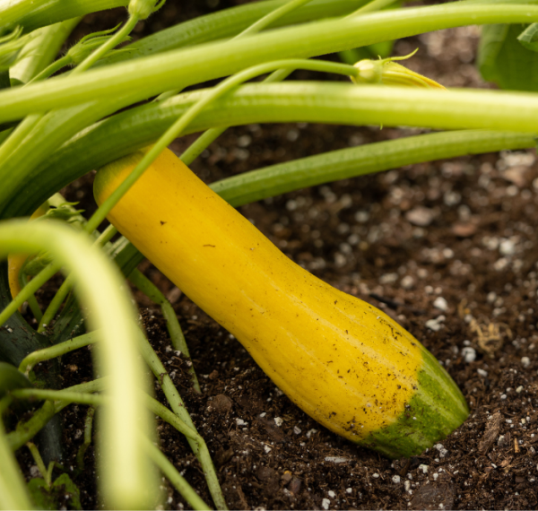 Zephyr Hybrid Summer Squash Seeds Hot on Sale