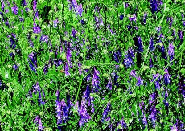 Hairy Vetch Supply - Image 2