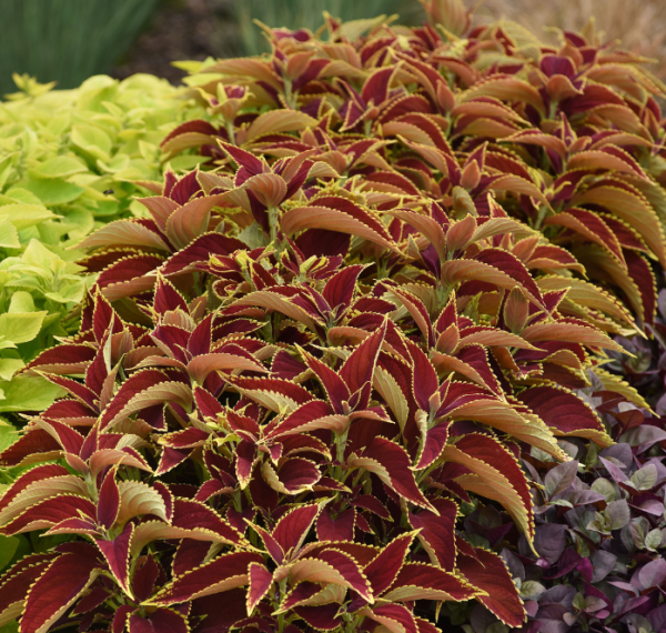 Bulk: Premium Sun Ruby Hearts Coleus Seeds Discount