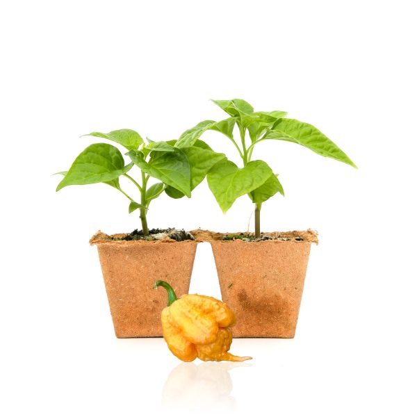 Golden Carolina Reaper Pepper Plants Fashion - Image 2