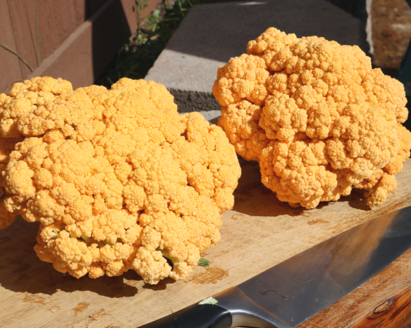 Cheddar Hybrid Cauliflower Seeds Sale - Image 2