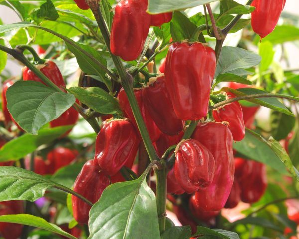Sweet Heat Hybrid Bell Pepper Seeds Hot on Sale - Image 2