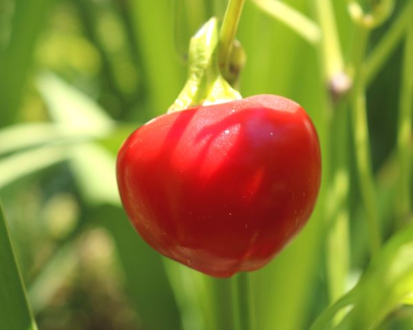 Bulk: Time Bomb Hybrid Pepper Seeds Supply
