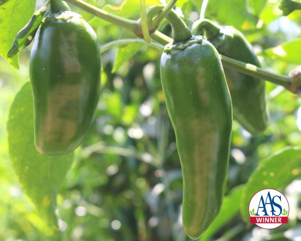 Emerald Fire Hybrid Jalapeno Pepper For Cheap