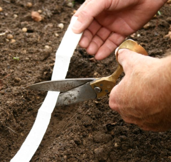 Detroit Dark Red Beet Seed Tape on Sale - Image 4