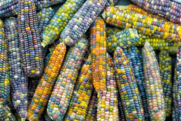 Bulk: Glass Gem Corn Seeds For Discount