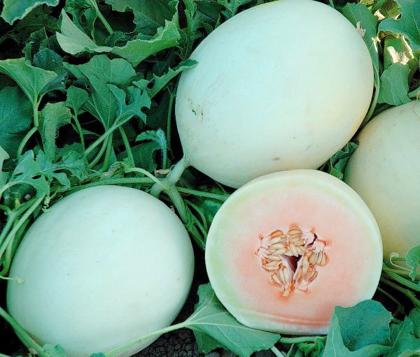 Double Dew Improved Hybrid Melon Seeds Sale - Image 2