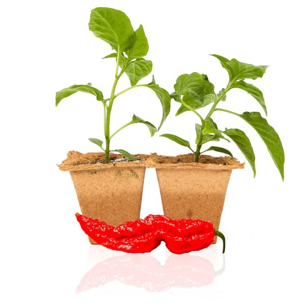 Ghost Pepper Plants Online - Image 2